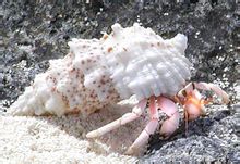 البحر الزواحف سرطان من معلومات عن