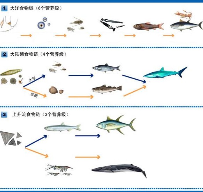 السلسلة الغذائية البحرية صفحات 1 العالم المعرفة الموسوعية